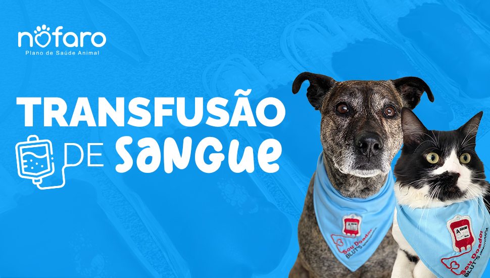 Doação de Sangue entre Pets