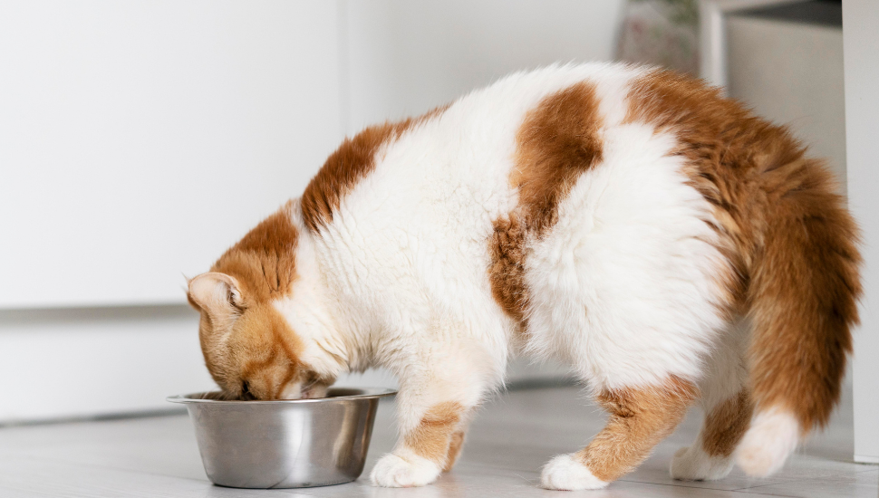 Alimentos que os gatos podem comer