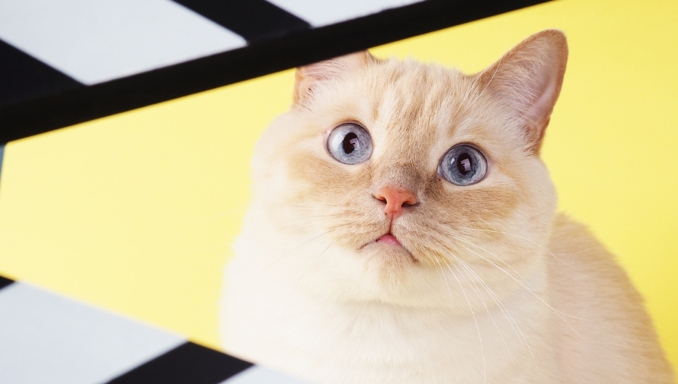 Gatos no cinema: relembre os felinos que brilharam nas telas