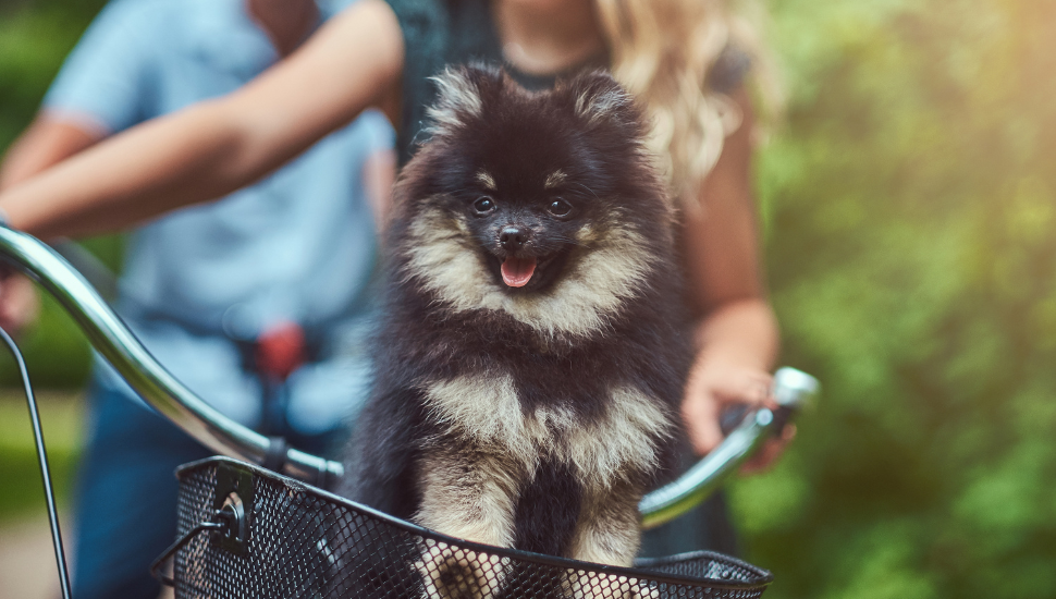 7 cuidados básicos com a saúde dos cães