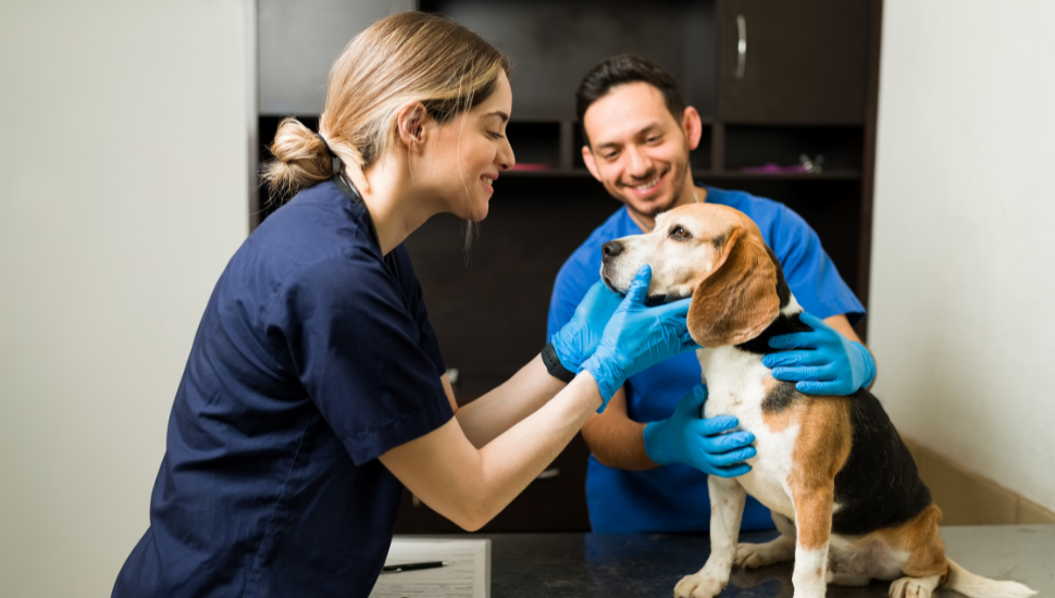 09 de setembro: dia do médico-veterinário