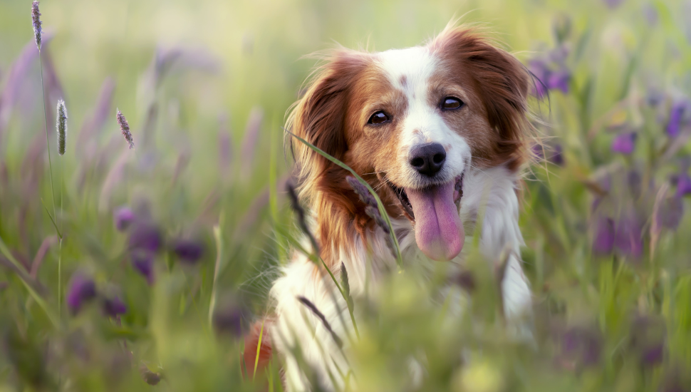 Plantas tóxicas para os pets: descubra quais são e o que fazer em caso de intoxicação