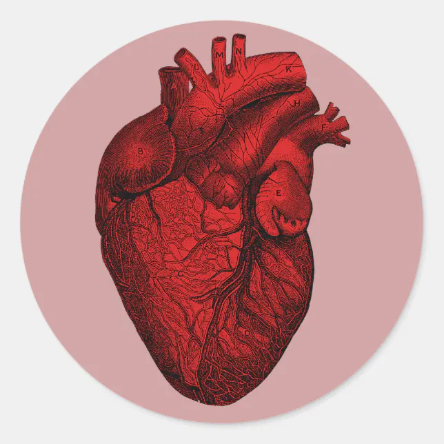 CardioVital - Cardiologia Veterinária, prestador credenciado Petlove Saúde em São Paulo