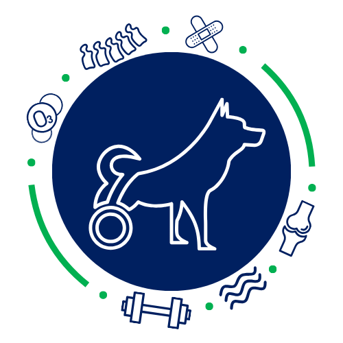 Carol Faria FisioVet, prestador credenciado Petlove Saúde em Belo Horizonte
