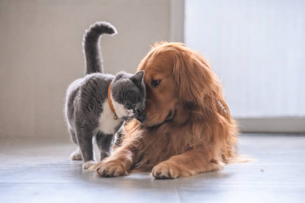 Veterinária Santa Clara, Clínica em São Paulo