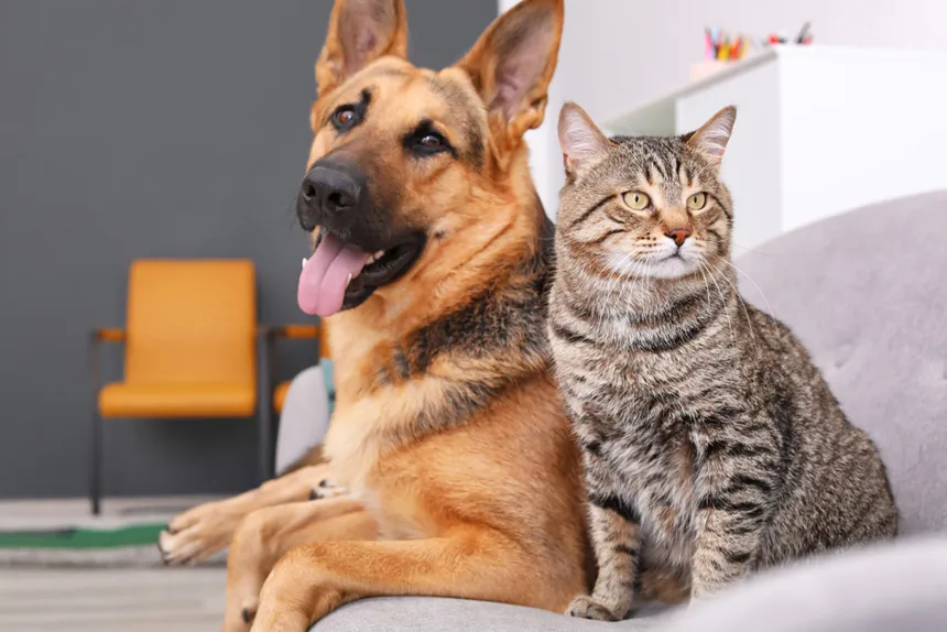 Clinike, prestador credenciado Petlove Saúde em Santo André
